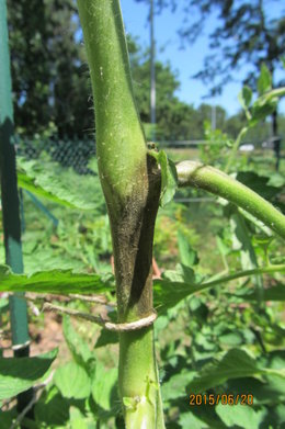 Feuilles tomates flétries