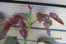 Feuilles tomates flétries