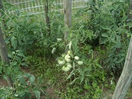 Feuilles tomates flétries