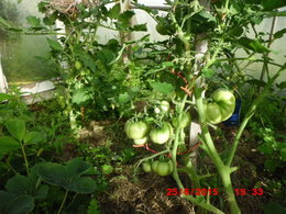 Faites-vous vous-même les greffes sur pied de légumes ?