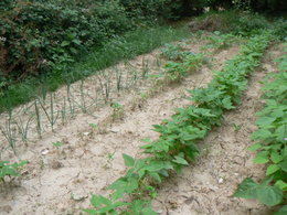 Probleme avec haricots verts