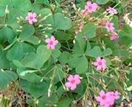 Comment  éradiquer l'oxalis.