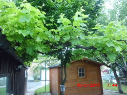 Quels sont vos gestes d'entretien d'une vigne :