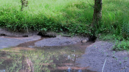 Chaleur et canicule au jardin