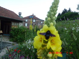 Aujourdui que faite vous dans votre jardin 