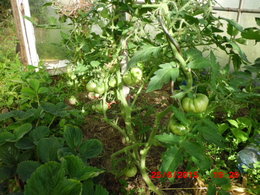 Aujourdui que faite vous dans votre jardin 