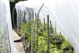 Aujourdui que faite vous dans votre jardin 