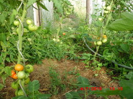 Aujourdui que faite vous dans votre jardin 