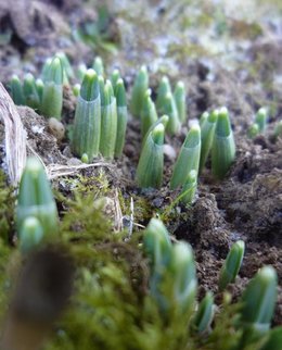 Perce-neige - Galanthus nivalis 