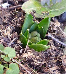 Jacinthe - Hyacinthus