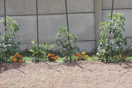 Aujourdui que faite vous dans votre jardin 