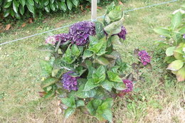 Hortensia - Hydrangea macrophylla