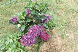 Hortensia - Hydrangea macrophylla