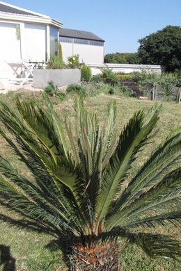 Cycas revoluta - Fougère palmier