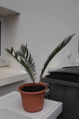 Cycas revoluta - Fougère palmier