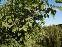 Aujourdui que faite vous dans votre jardin 