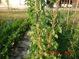 Aujourdui que faite vous dans votre jardin 