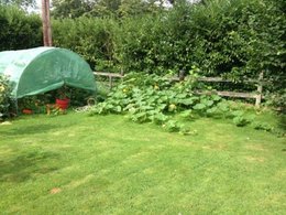 Aujourdui que faite vous dans votre jardin 