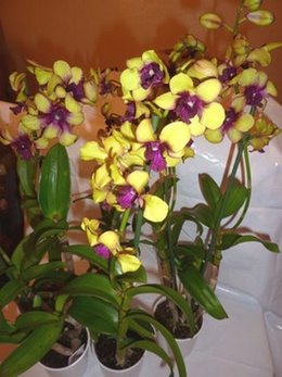 rempotage d'un miltonia