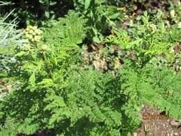 Aujourdui que faite vous dans votre jardin 