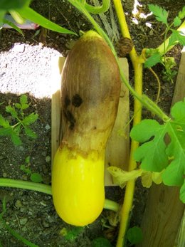 Aujourdui que faite vous dans votre jardin 