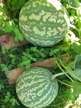 Aujourdui que faite vous dans votre jardin 