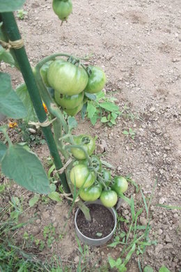 Cultivez-vous plusieurs variétés de tomates ?