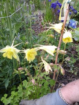 Ancolie 'Ruby Port' - Aquilegia