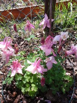 Ancolie 'Ruby Port' - Aquilegia