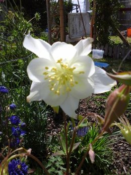 Ancolie 'Blue Barlow' - Aquilegia