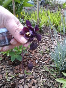 Ancolie 'Blue Barlow' - Aquilegia