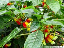 Impatiens de Nouvelle Guinée