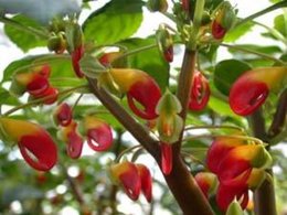 Impatiens de Nouvelle Guinée