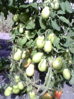 Cultivez-vous plusieurs variétés de tomates ?