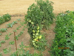 Cultivez-vous plusieurs variétés de tomates ?