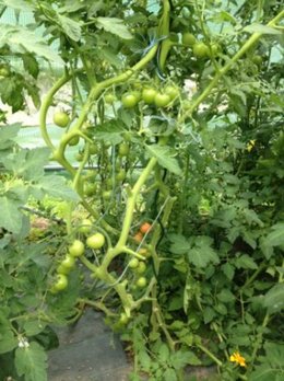 Aujourdui que faite vous dans votre jardin 