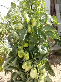 Cultivez-vous plusieurs variétés de tomates ?