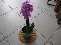 rempotage d'un miltonia