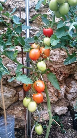 Cultivez-vous plusieurs variétés de tomates ?