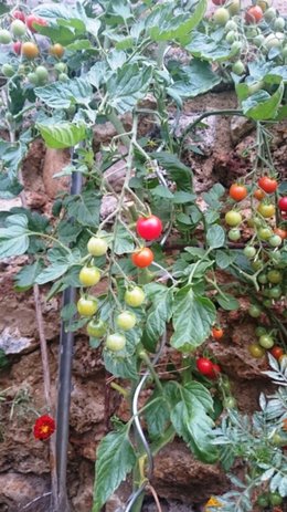 Cultivez-vous plusieurs variétés de tomates ?