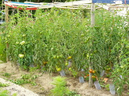 Cultivez-vous plusieurs variétés de tomates ?