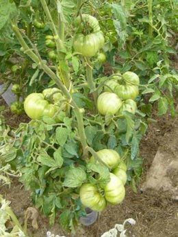 Cultivez-vous plusieurs variétés de tomates ?