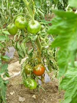 Cultivez-vous plusieurs variétés de tomates ?