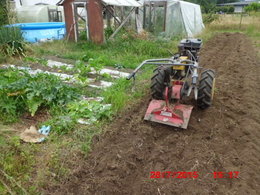 Cultivez-vous plusieurs variétés de tomates ?