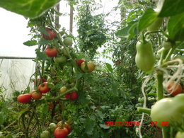Cultivez-vous plusieurs variétés de tomates ?