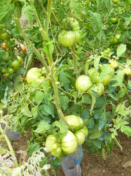 Cultivez-vous plusieurs variétés de tomates ?