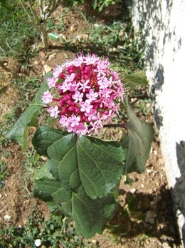 Clerodendron bungei