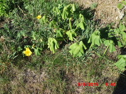 Aujourdui que faite vous dans votre jardin 