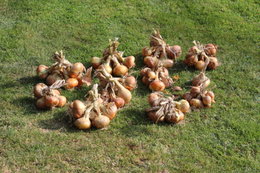 Aujourdui que faite vous dans votre jardin 