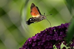 Aujourdui que faite vous dans votre jardin 